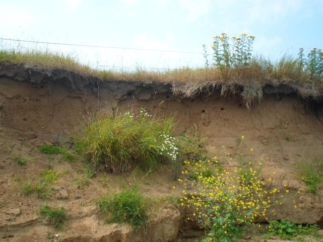 22 (Links) Rivierfonteinkruid voor de erosieoever. (Rechts) Wand met actieve zwaluwholen. 3.4.