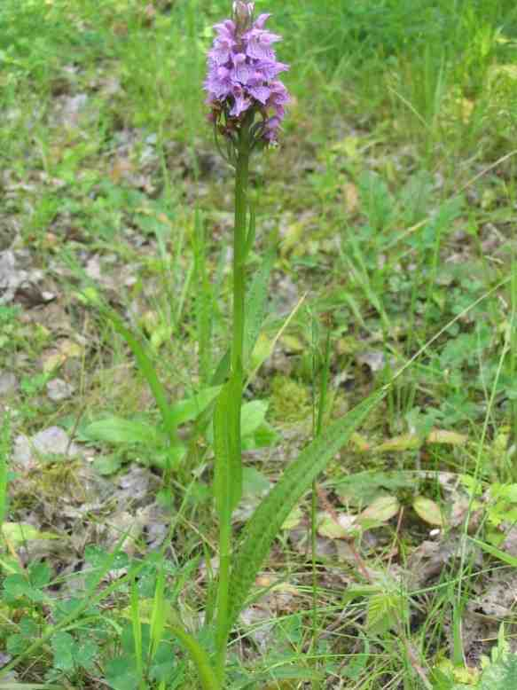 Foto 5 Rietorchis 3.2 Ongewervelden Bij het onderzoek is één beschermde soort ongewervelde aangetroffen, de platte schijfhoren (Tabel 3.2). Tabel 3.