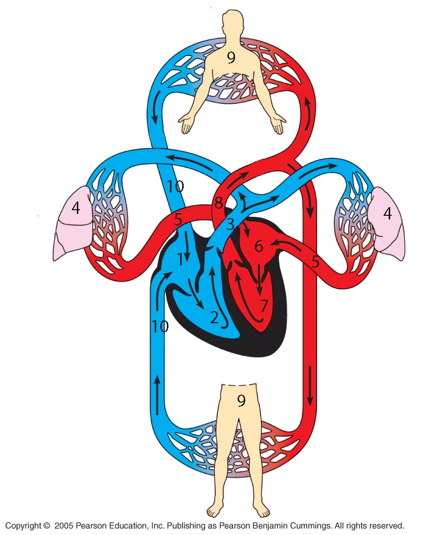 hart- en vaatziekten angina pectoris / myocardinfarct