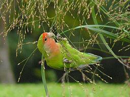 2 NATUURLIJK GEDRAG EN BEHOEFTEN Agaporniden zijn dwergpapegaaien van ongeveer 14 cm groot die voorkomen in heel Afrika. Ze leven in groepen in bomen, struikgewas en op grasvlaktes.