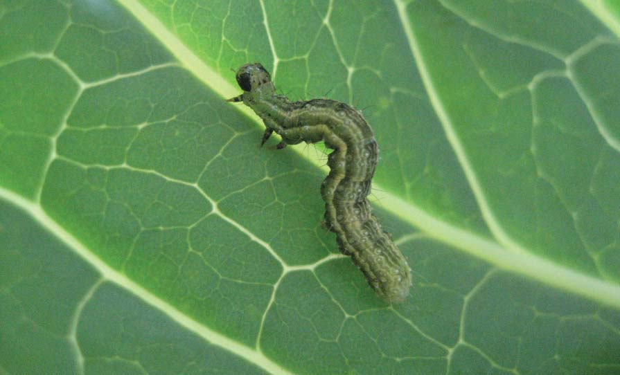 Foto: rups in koolgewassen schorseneren, koolraap, raap, broccoli, bloemkool en sluitkool. Daarnaast mag het ingezet worden in wortel, pastinaak, knolselder en wortelpeterselie tegen wortelvlieg.