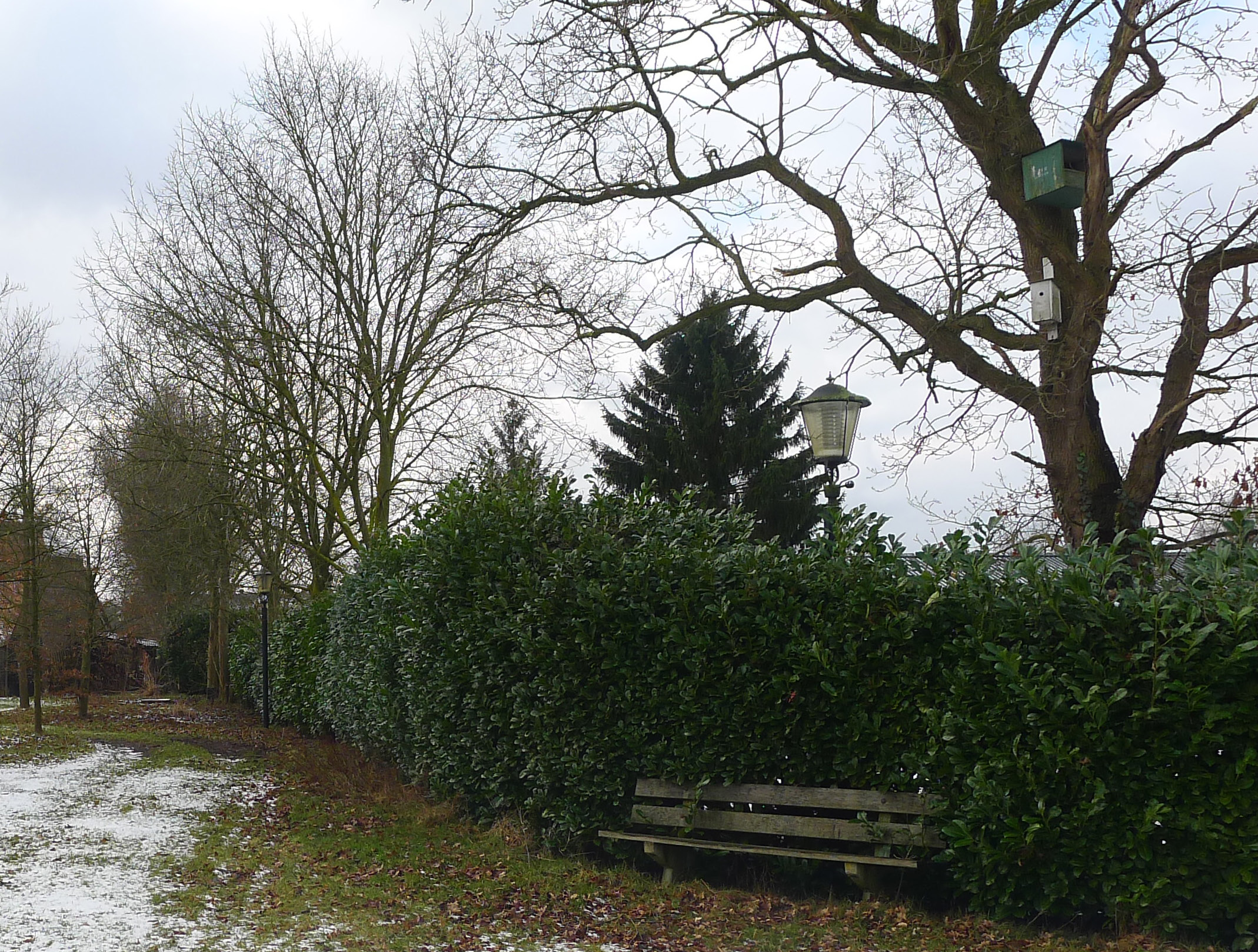 TOELICHTING PER VAK 1 lengte: plantverband: menging: aantal stuks: Rij kastanjes met laurierha