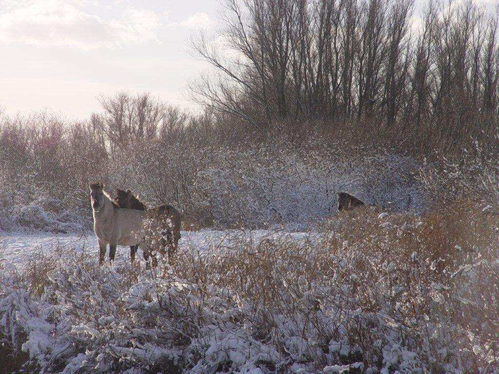 Foto 9: Natuurlijke begrazing, jaarrond met zelfredzame dieren, leidt tot een zeer gevarieerde begroeiing waar zowel grazige delen als bos zich