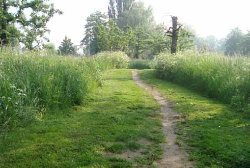 16 Landschap doeltype: Belevingspad - wandelpad Het wandelpad is niet verhard en bedoeld voor extensief gebruik voor wandelaars, kleine oneffenheden passend bij de sfeer en beleving van het landgoed