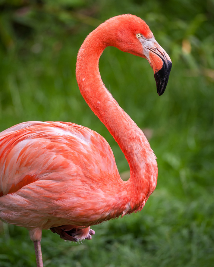 Wanneer je deze vogels ziet, kan je misschien ook bedenken hoe het vernieuwde Welkomstplein van de ZOO heet. Weet je ook wat deze vogel zijn mooie roze-oranje kleur geeft? Tip: wortel. Zo.