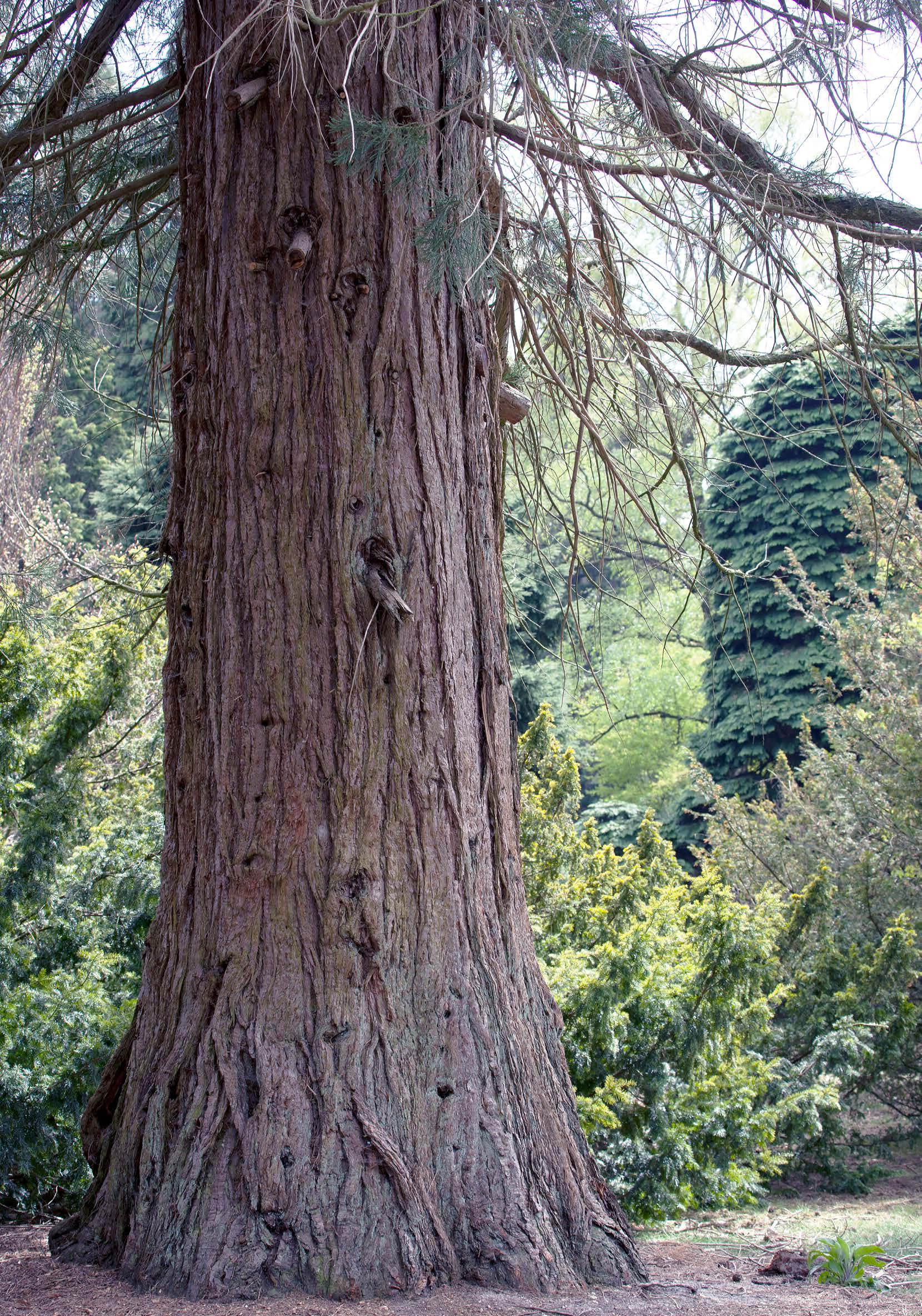 Pinetum De Dennenhorst Deze imposante Sequoiadendron giganteum