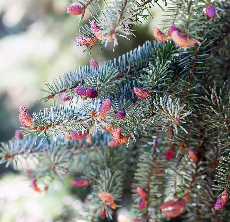 Pinetum De Dennenhorst dennen dragen dennenappels, leer ik).,,deze komt uit een milder klimaat.