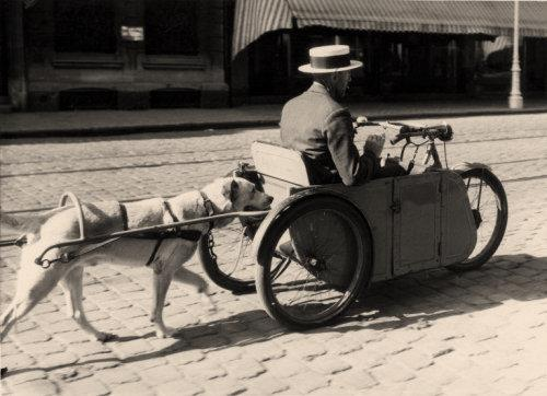 TREKHONDEN OF DE PAARDEN VAN DE ARMEN Het gebruik van de hond voor het trekken van een kar of wagen gebeurt dus al eeuwen lang.