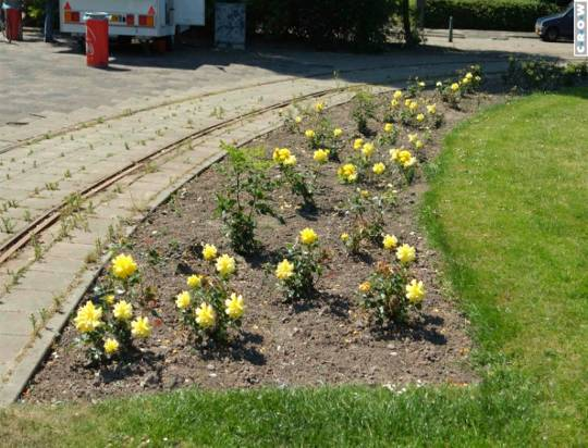 Oneigenlijke snoeimaatregelen komen incidenteel voor Er is zichtbaar overhangende beplanting op de verharding Er is enige urgente snoeibehoefte De afzonderlijke standplaats van planten is herkenbaar