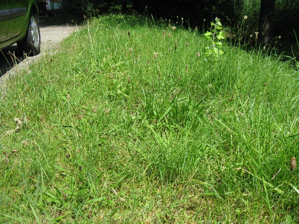 10 cm Het gras is redelijk gesloten en heeft hier en daar beschadigingen of kale plekken Hier en daar zijn oneffenheden en/of rijsporen Het gras is redelijk goed begaanbaar, minder bij regen Het