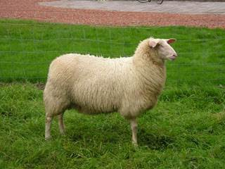 Nederlands Heideschaap d. Ouessant a.