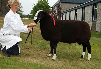 a. Dassenkop b. Zwarte swifter c. Zwartbles d.