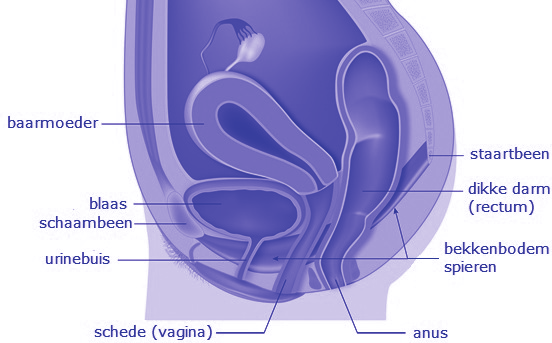 Verloskunde Inleiding Een zwangerschap en bevalling hebben invloed op de functie van de buikspieren, bekkenbodemspieren en het bekken.