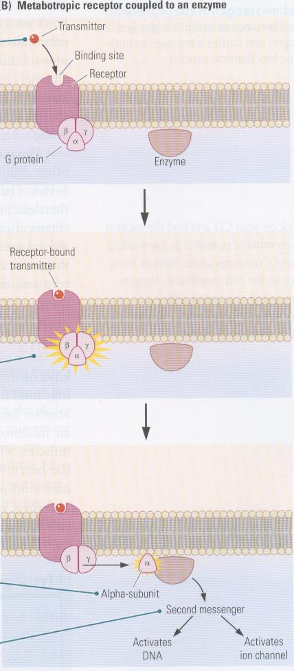 receptor G-proteïne wordt actief α-deeltje wordt afgesplitst en zal kanaaltje openen Metabotrope receptor gekoppeld aan een enzyme: Neutotransmitter bindt aan metobotrope receptor activiatie receptor