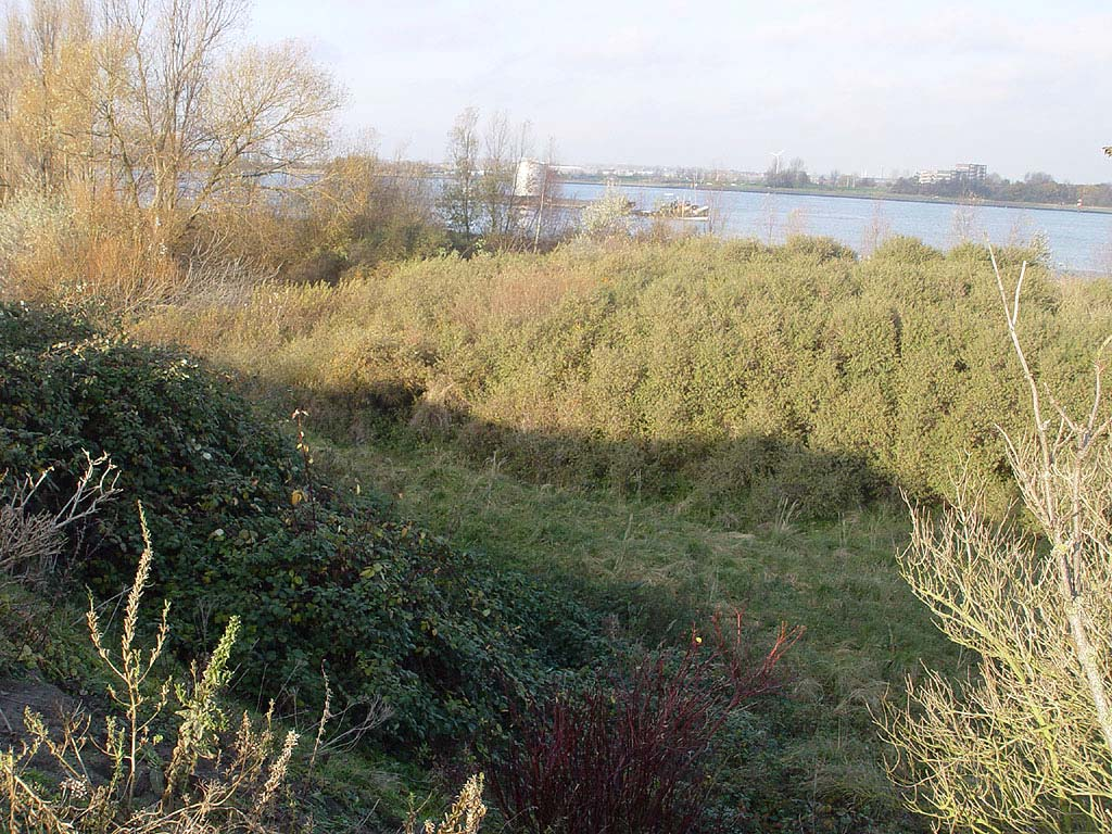 Foto 8: In de oostelijke helft zijn de randen al grotendeels