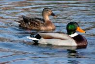 Dia 9 Wat gaan we zien???? Altijd verschillend Voorjaarsvogels Zelf goed kijken Zoekkaart en verrekijker 3 soorten eenden, ganzen en weidevogels Welke vogels je ziet verschilt telkens.