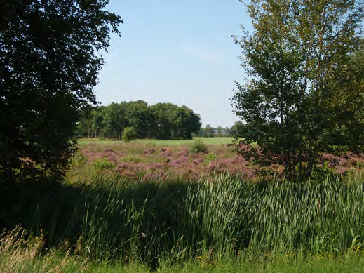 Nieuwehorne, 1958.