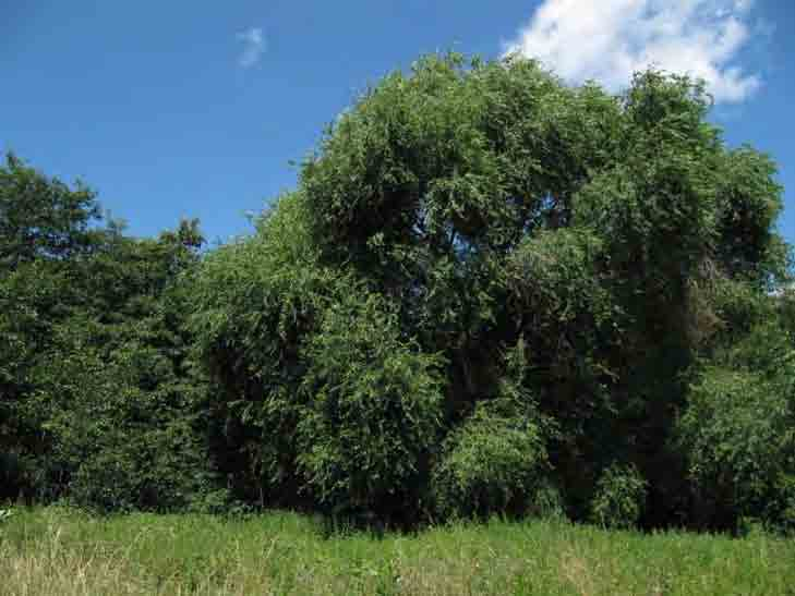 Rechts - Iepen (Ulmus sp.) vormen buiten de waardplant, vaak ook de bruidsboom voor de soort.