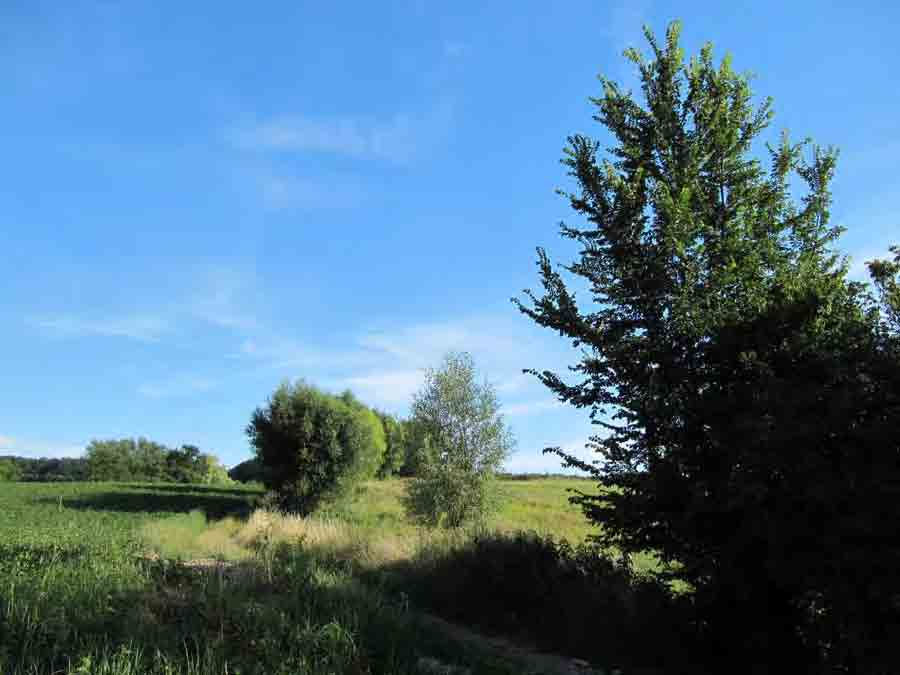 Afbeelding 17 & 18 (Ilf Jacobs) Iepen op open plekken in bossen of langs (spoor)wegen kunnen fungeren als leeggebied