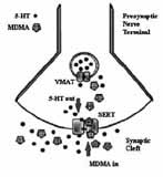 Figuur 4 5-HT-zenuweindiging met serotonineheropnametransporter (SERT) en vesiculairemonoaminetransporter (VMAT) als plaatsen waar MDMA de afgifte van 5-HT bewerkstelligt.