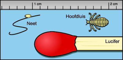 Bijlage 5: Kaminstructies voor ouders Hoofdluispreventie is de verantwoordelijkheid van ouders.