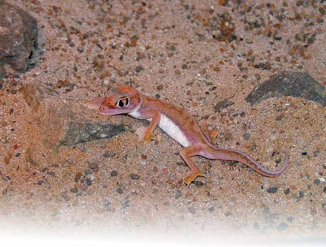 Verspreiding, biotoop, natuurlijk gedrag Pachydactylus rangei komt uitsluitend voor in de Namibische woestijn (endemisch), tot circa honderddertig kilometer landinwaarts.