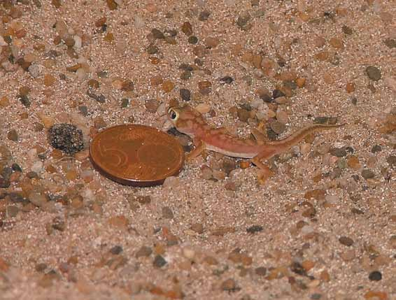 Pachydactylus rangei, juveniel exemplaar, slechts enkele dagen oud. gers zoals Paroedura picta, Teratolepis fasciata zijn altijd volkomen glad qua oppervlaktestructuur.