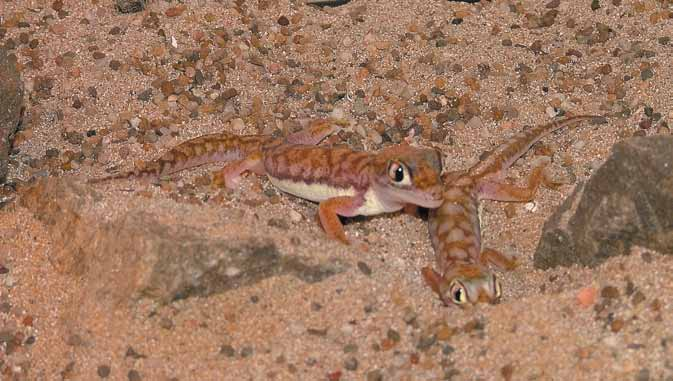 Conclusie Pachydactylus rangei is een zeer fascinerende en interessante gekko om te houden.