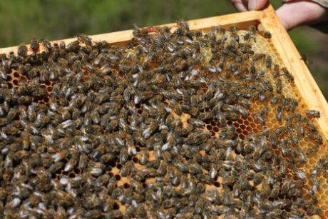 Doel: conservatie van de ondersoort Dat is wat men moet doen om een populatie te behouden, evolutie selecteert verder op de bijen die het meest zijn aangepast aan het lokale milieu.