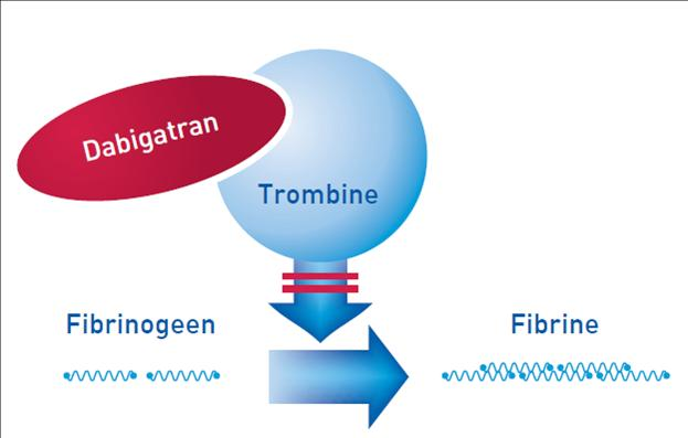DABIGATRAN ETEXILAAT Het orale pro-drug wordt omgezet in dabigatran, een reversibele directe trombineremmer (DTI).
