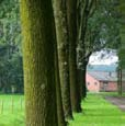Beplantingsplan Bomenrij langs inrit Soort: Zomereik - Quercus robur Aantal: 6 stuks Plantverband: in