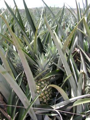 Rondom Puerto Viejo vind je vele cacao-, koffie-, ananas-, bananen- en palmolieplantages. Een rondleiding over een organische ananasfarm is een aanrader!