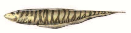 Mesvissen 6 Apteronotus albifrons is wellicht de mooiste van de mesvissen uit de Nieuwe Wereld en wordt ook het meest ingevoerd. Zijn lichaam is zwart, maar hij heeft een witte ring rond de staart.