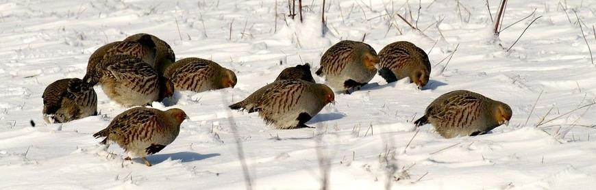 38 procent van Vlaamse broedvogels in gevaar Natuurpunt 27-JAN-2017 - Op basis van een evaluatie van 161 Vlaamse broedvogelsoorten is 38% als ernstig bedreigd, bedreigd of kwetsbaar op de Rode Lijst