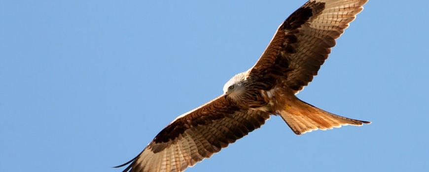 Rode wouw sluipt Nederland binnen Vogelbescherming Nederland Het is een van de mooiste roofvogels van Europa, de rode wouw toont in vlucht prachtige kleurschakeringen en fladdert soms zo licht als