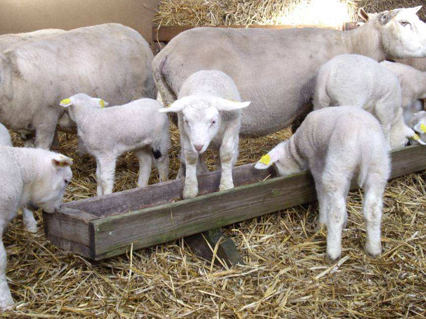 Kuilvoer voor schapen De ene graskuil is de andere niet. Uit recente gegevens blijkt dat graskuil van april/mei 2014, de vroege kuil, gemiddeld genomen erg nat is en veel eiwit bevat.