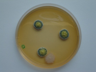 Microbiologie: schimmels 20 C, onbeënt (visuele schimmelinspectie, 20 pcs per staal) Staal Aw Probabiliteit