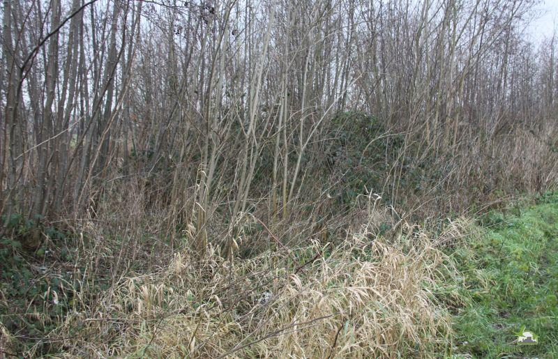 Belangrijk effect van de beplanting is dat het als een lichtvang werkt voor het als natuurgebied begrensde deel van polder Beijersche noord als de auto s uit noordelijke richting de flauwe bocht uit