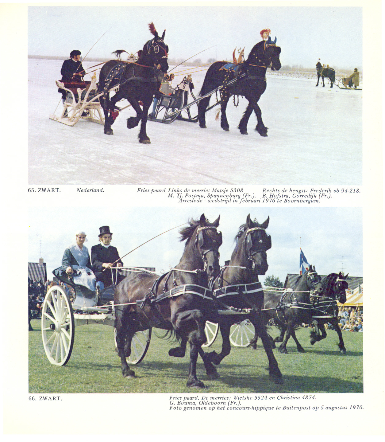 65. ZWART. Fries paard Links de merrie: Matsje 5308 Rechts de hengst: Frederik ub 94-218. M. Tj. Postma, Spannenburg (Fr.). B. Hofstra, Gorredijk (Fr.). Arreslede - wedstrijd in februari 1976 te Boornbergum.