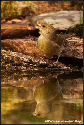 Hallo allemaal, Yvonne van der Mey Wildlife Nieuwsbrief 2/2016 Elspeet, 08 mei 2016 Het is inmiddels lente geworden, het is overal weer groen. Een heerlijke tijd om te fotograferen.