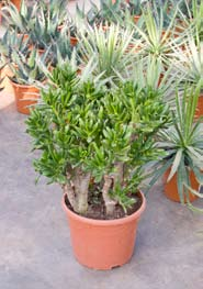 Crassula ovata