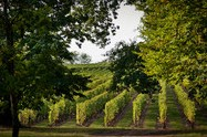 Het grootste deel van de wijngaarden bestaat uit merlot, gevolgd door cabernet franc en sauvignon. Het is een domein met een zeer lange geschiedenis, zoals zovelen in de Bordeaux.
