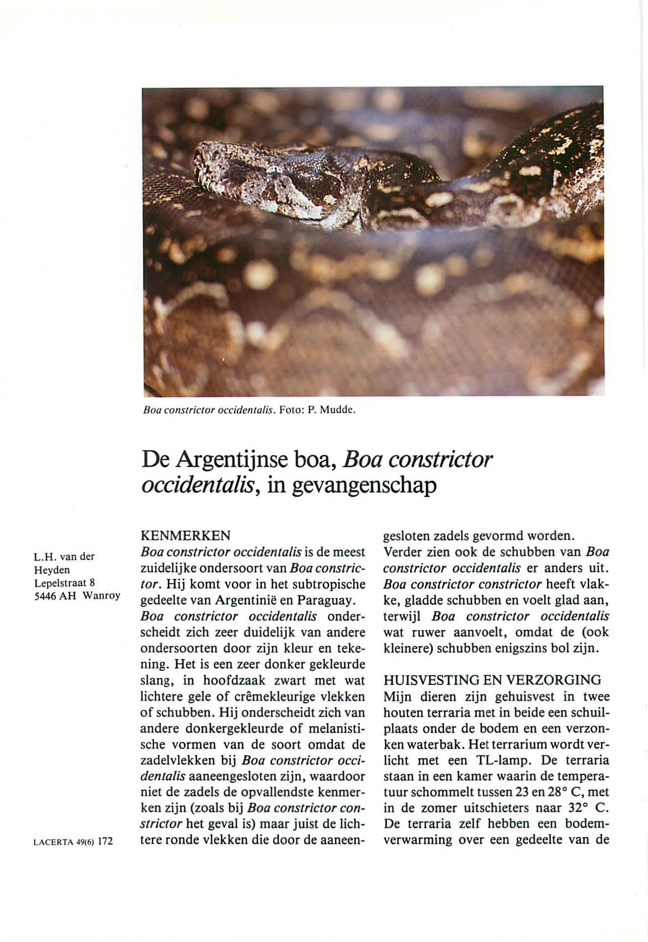 Boa corzsrricror occiderzlalis. Foto: P. Mudde. De Argentijnse boa, Boa constrictor occident a/is, in gevangenschap L.H.