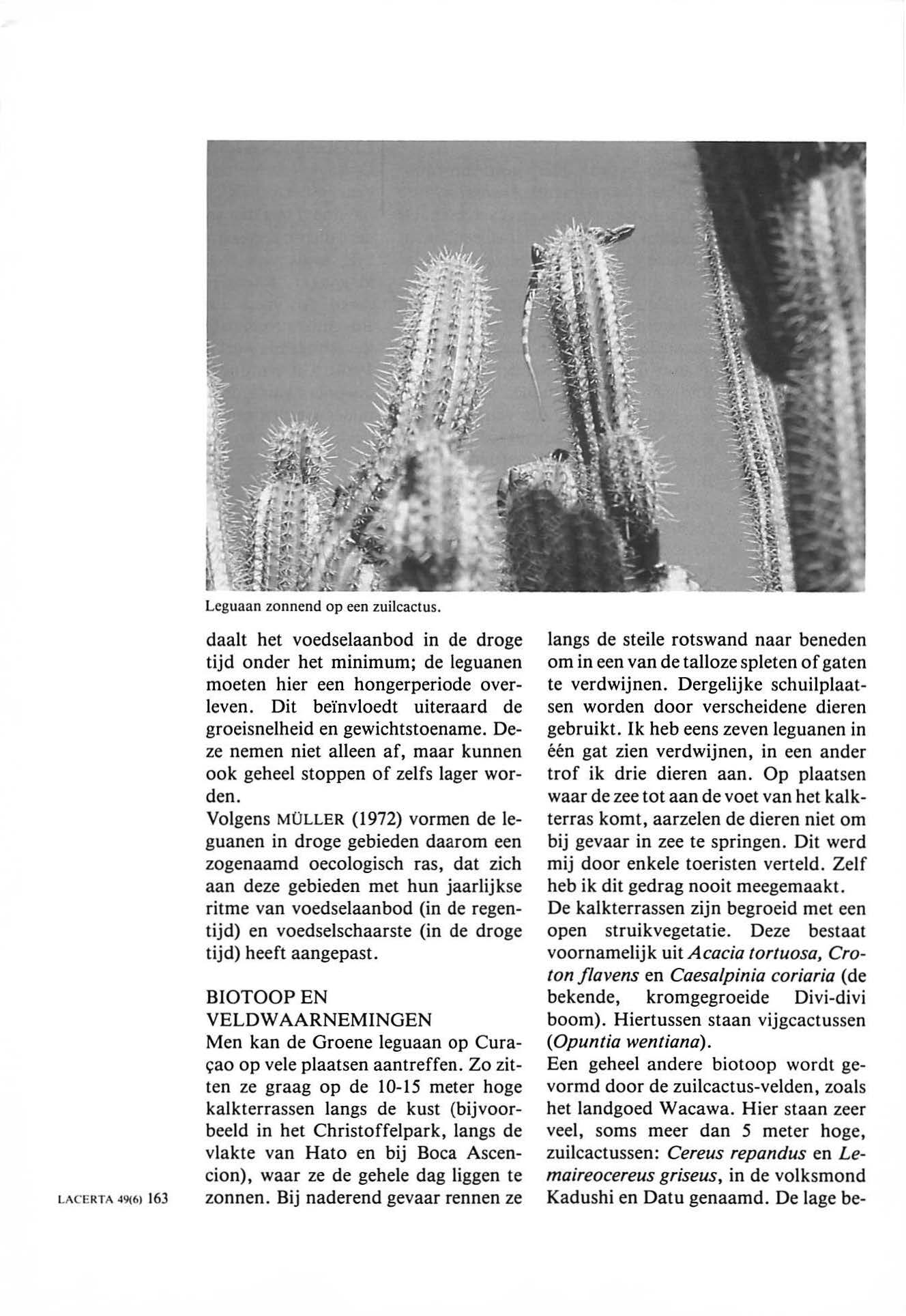 LACERTA 49(6) 163 Leguaan zonnend op een zuilcactus. daalt het voedselaanbod in de droge tijd onder het minimum; de leguanen moeten hier een hongerperiode overleven.