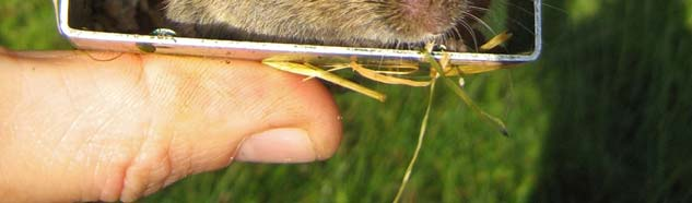 Het ruime voorkomen van de veldmuis is relevant voor de noordse woelmuis.