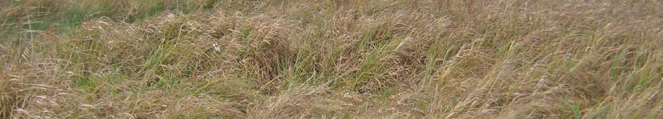 Raai I Beknopte beschrijving Drassig terreintje met een aantal greppels en ruggen. Er is een dichte en ruige grassen- en kruidenvegetatie met een vegetatiehoogte van 40-60 cm.
