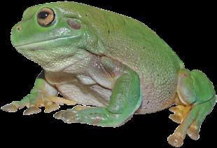 Serie amfibieën Koraalteenboomkikker Litoria caerulea De koraalteenboomkikker (Litoria caerulea) behoort tot de familie van de boomkikkers (Hylidae).