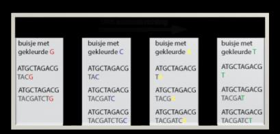 Slide 21 In elk buisje 4 gewone basen In elk buisje 1 gekleurde base DNA sequensen Sanger methode Het DNA wordt niet verlengt als een gekleurde base is ingebouwd DNA sequencing Het DNA wordt eerst