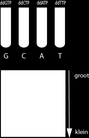 Het DNA wordt door gewone base verlengt, maar elk buisje bevat van 1 van de vier baseparen een gekleurde variant.