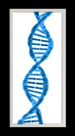 In plaats van letters en woorden staat de informatie opgeschreven in basen en codons. Het DNA kent 4 basen: Adenine, Thymine, Guanine en Cytocine.